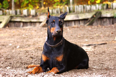 Hundebetreuung Friedrichshain 1
